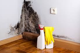 Why You Should Choose Our Mold Remediation Services in Spartanburg, SC